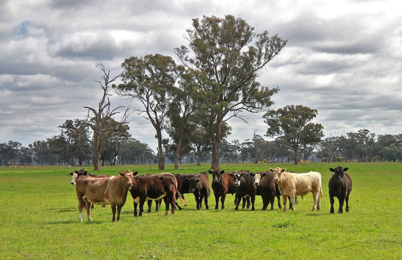 Viehherde im südöstlichen australischen Bundesstaat Victoria. (Bild Pixabay)