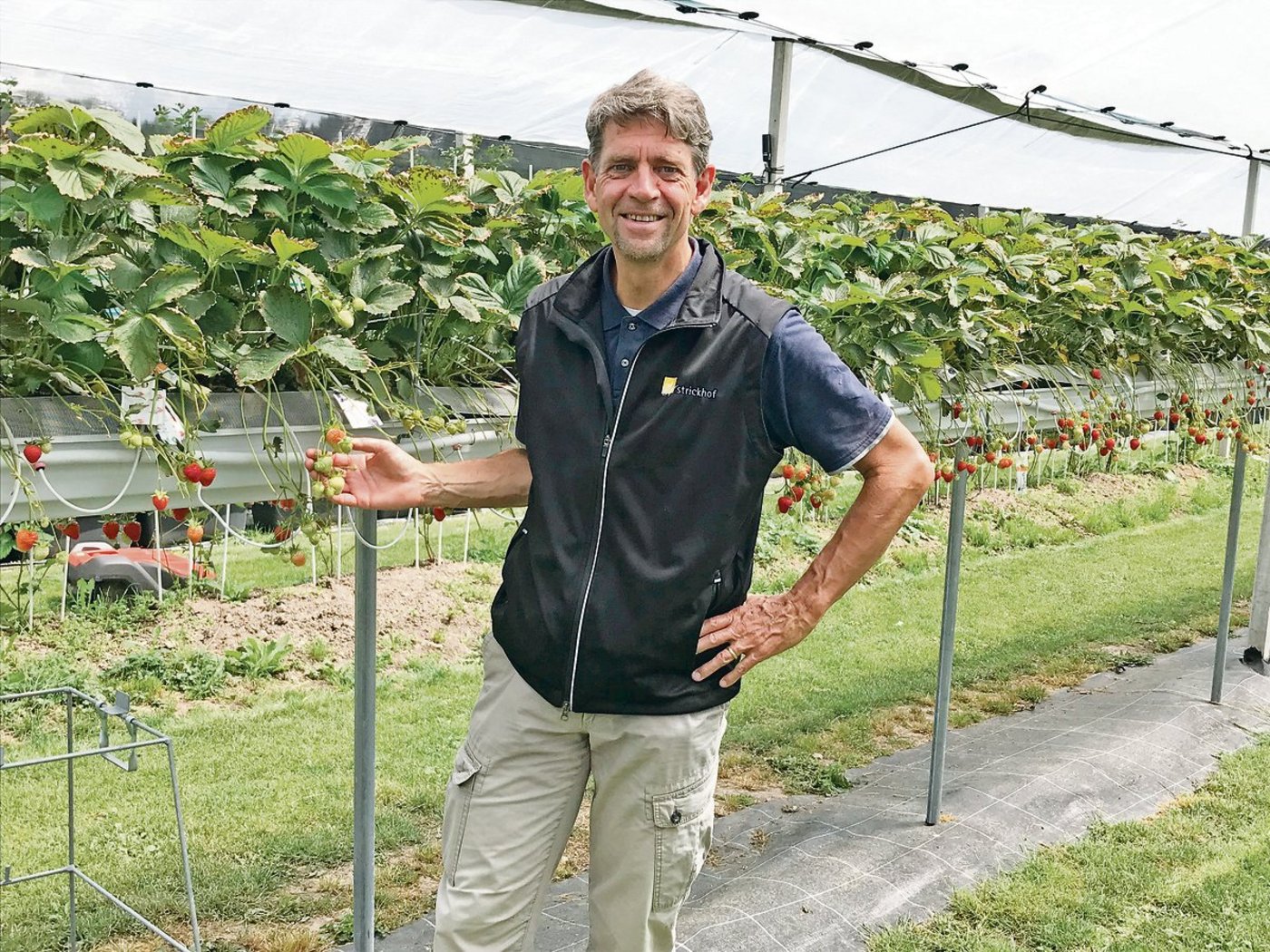 Hagen Thoss vom Strickhof zeigt die Erdbeeren in der Stellagen-Anlage. Angesichts zunehmender Wetterschwankungen könnte diese überdachte und eingenetzte Anbautechnik an  Bedeutung gewinnen.(Bilder Alexandra Stückelberger)