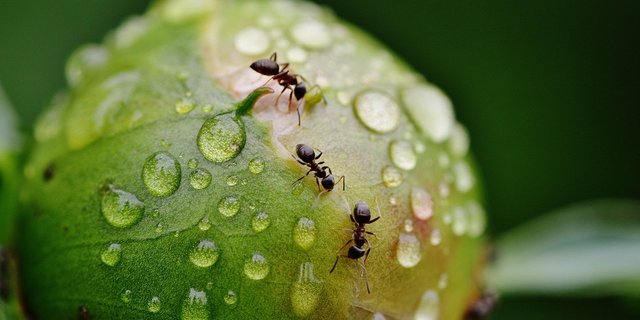 Gartenameisen erfüllen verschiedene Aufgaben im Ökosystem. So verbreiten sie z.B. Pflanzensamen. Ein Beispiel aus dem Garten: Pfingstrosen können ihre Blütenknospen oft nicht ohne Hilfe von Ameisen öffnen. (Bild Pixabay) 