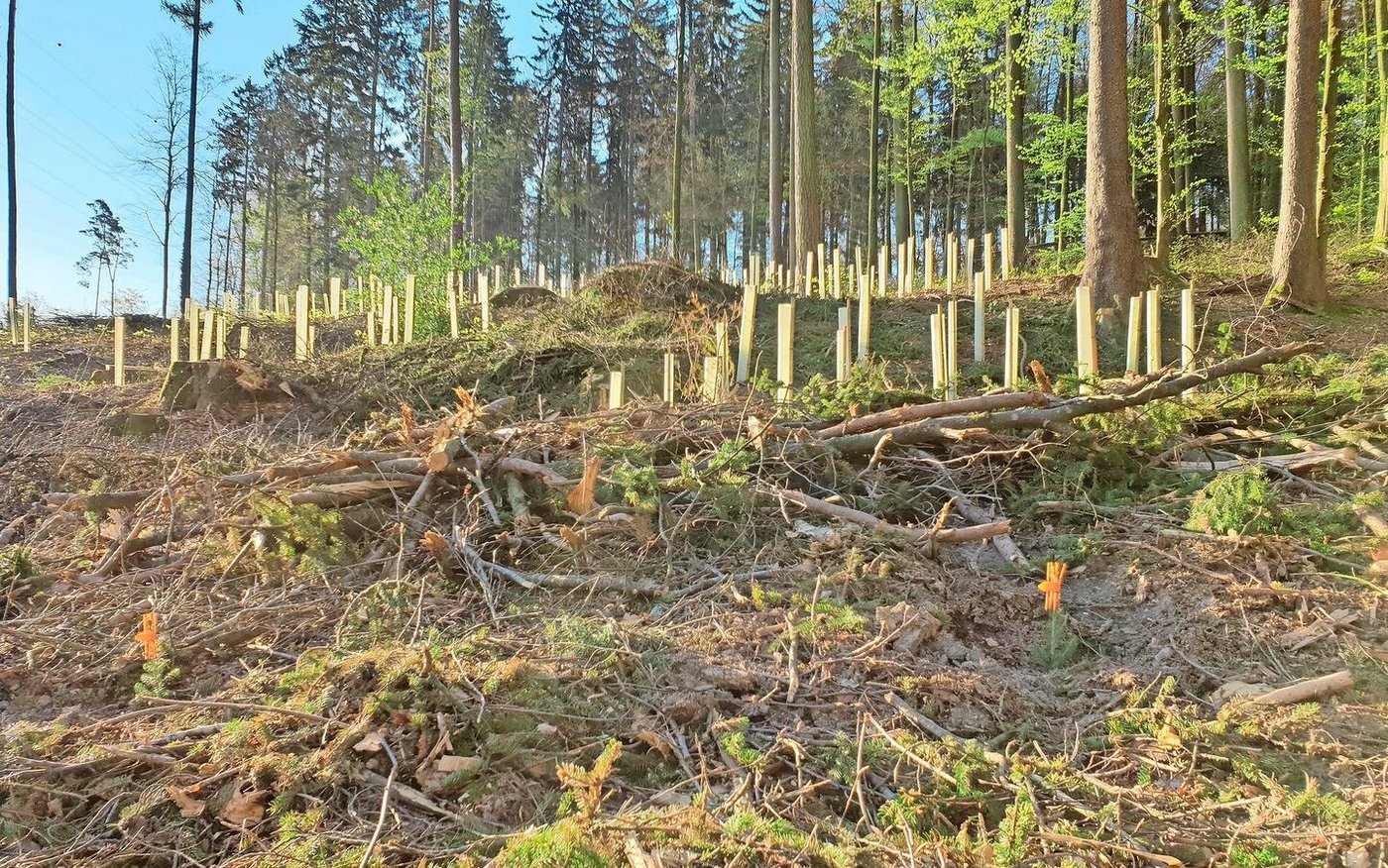 Wälder müssen klimafitter werden. Beim Aufforsten gilt es auf eine Durchmischung der Baumarten zu achten. Solothurn arbeitet an einer an den Kanton angepassten Baumartenempfehlung, die bald aufgeschaltet werden soll.  