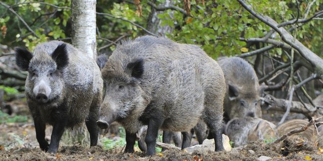 Wildschweine können die Afrikanische Schweinepest auf Hausschweine übertragen, auch über das Meer. (Bild Karin Jähne)