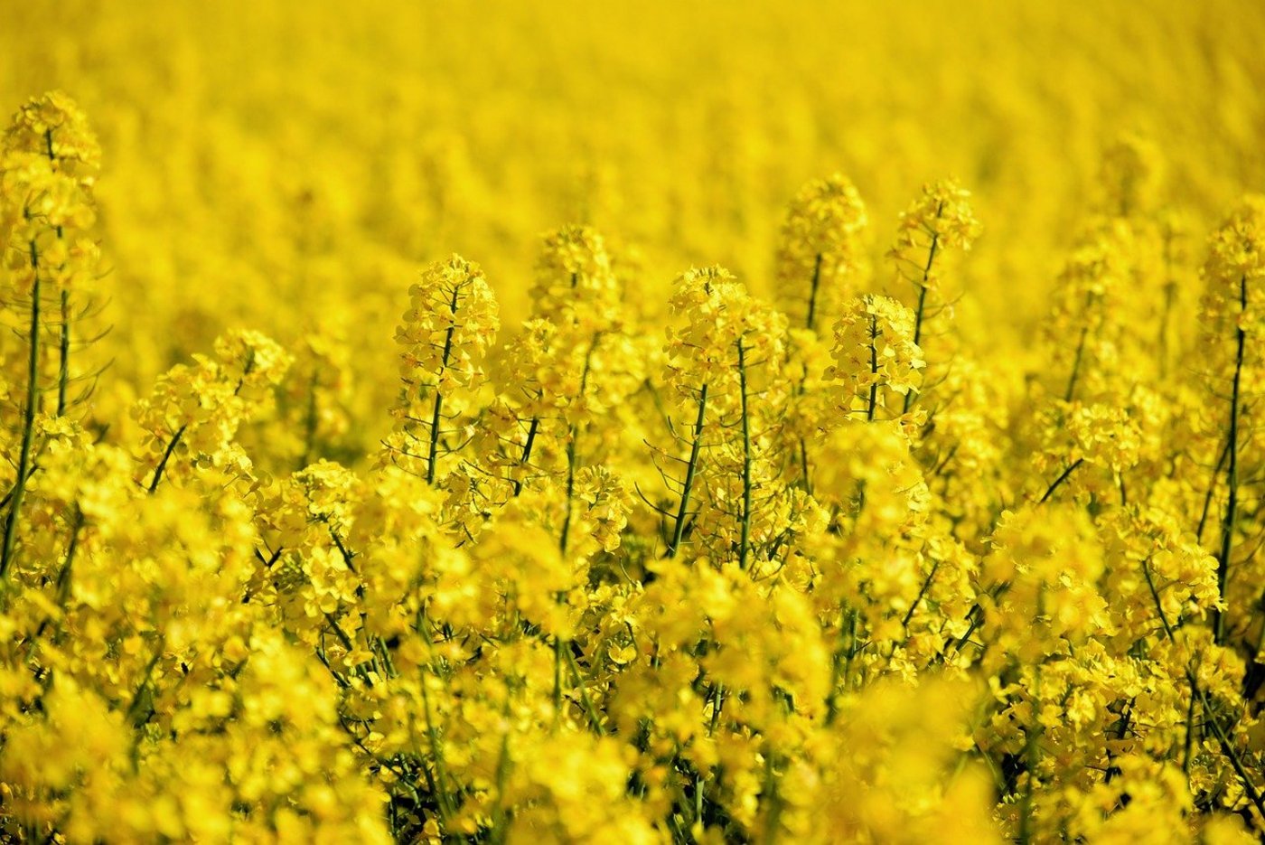 Rapsöl ist beliebt, es gilt als gesund und ist im Gegensatz zu Palmöl ein Schweizer Produkt. (Bild  congerdesign / Pixabay)