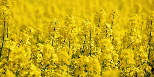 Rapsöl ist beliebt, es gilt als gesund und ist im Gegensatz zu Palmöl ein Schweizer Produkt. (Bild  congerdesign / Pixabay)