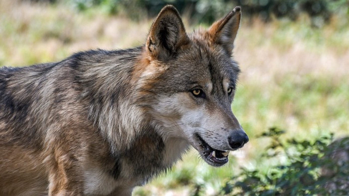 Bereits fest steht, dass Wölfe und andere geschützte Tierarten mit dem revidierten Gesetz weniger Schutz vor dem Abschuss haben als bisher. (Symbolbild Pixabay)