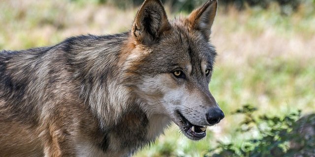 Bereits fest steht, dass Wölfe und andere geschützte Tierarten mit dem revidierten Gesetz weniger Schutz vor dem Abschuss haben als bisher. (Symbolbild Pixabay)