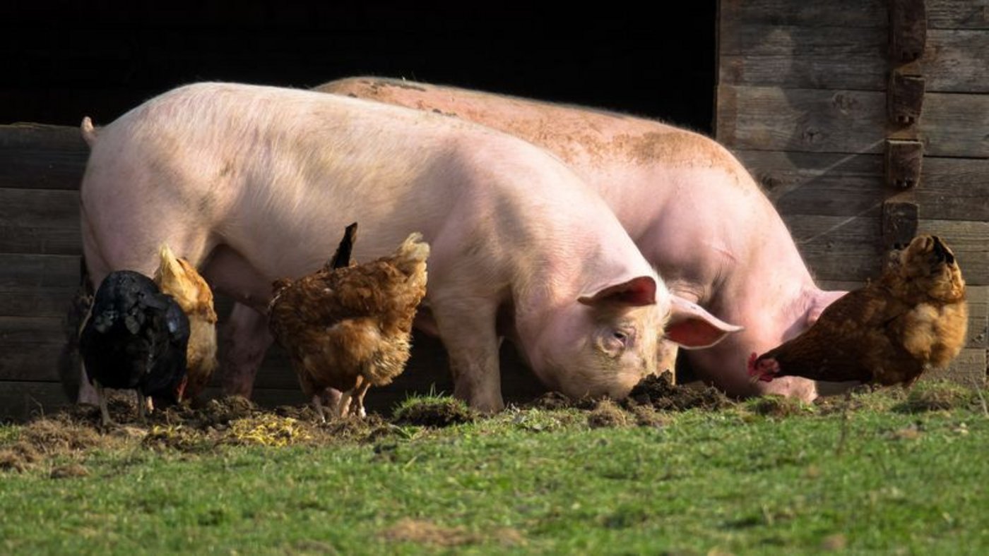 Damit in jungen Jahren der Tierarzt weniger zu Besuch kommen muss: Unter anderem mit innovativer Ernährung soll die Darm-Widerstandsfähigkeit von Hühnern und Schweinen verbessert werden. (Bild Pixabay)