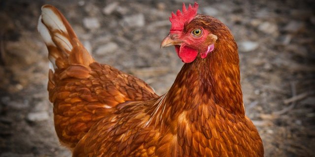 Das Geflügel ist wahrscheinlich von wilden Wasservögeln angesteckt worden. (Bild Pixabay)