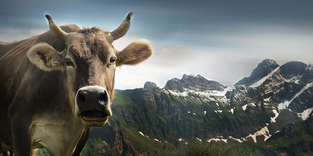 Für die Hornkuh-Initiative zeigten 92 Delegierte der SVP Sympathien. 54 enthielten sich der Stimme, 185 waren dagegen. (Symbolbild Pixabay)