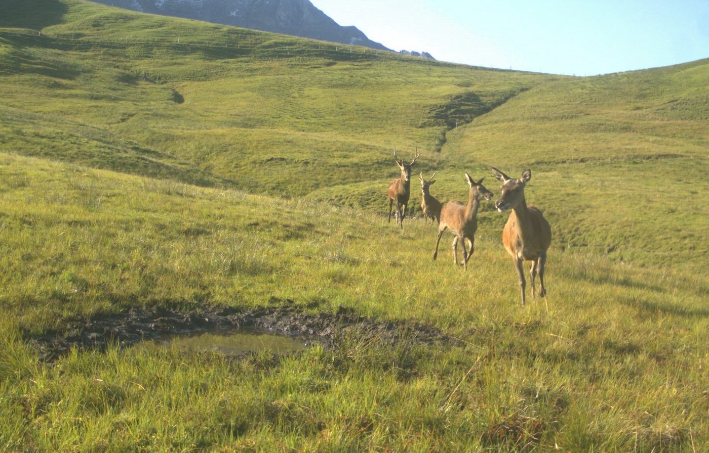 Hirsche auf einer Alpweide im Jagdbanngebiet Tannhorn beim Brienzer Rothorn, aufgenommen im September 2017 mit einer Wildtierkamera. (Bild zVg)