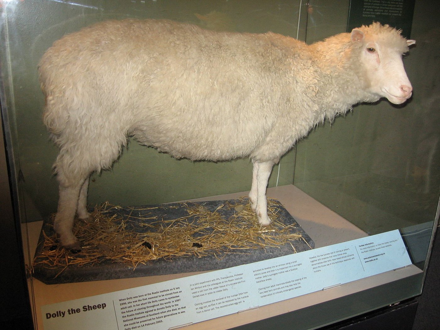 Das Schaf Dolly war das erste geklonte Säugetier (hier ausgestellt im Royal Museum of Scotland). (Bild Maltesedog)