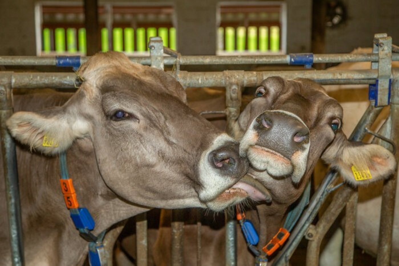 Brauvieh Schweiz vergünstigt die Milchleistungsprüfung. (Bild Braunvieh Schweiz)