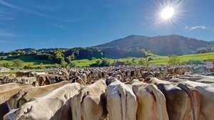 Die Zahl der aufgefü Die Zahl der aufgeführten Kühe sprengt schier jede Dimension. Trotzdem geht alles geordnet und rasch.