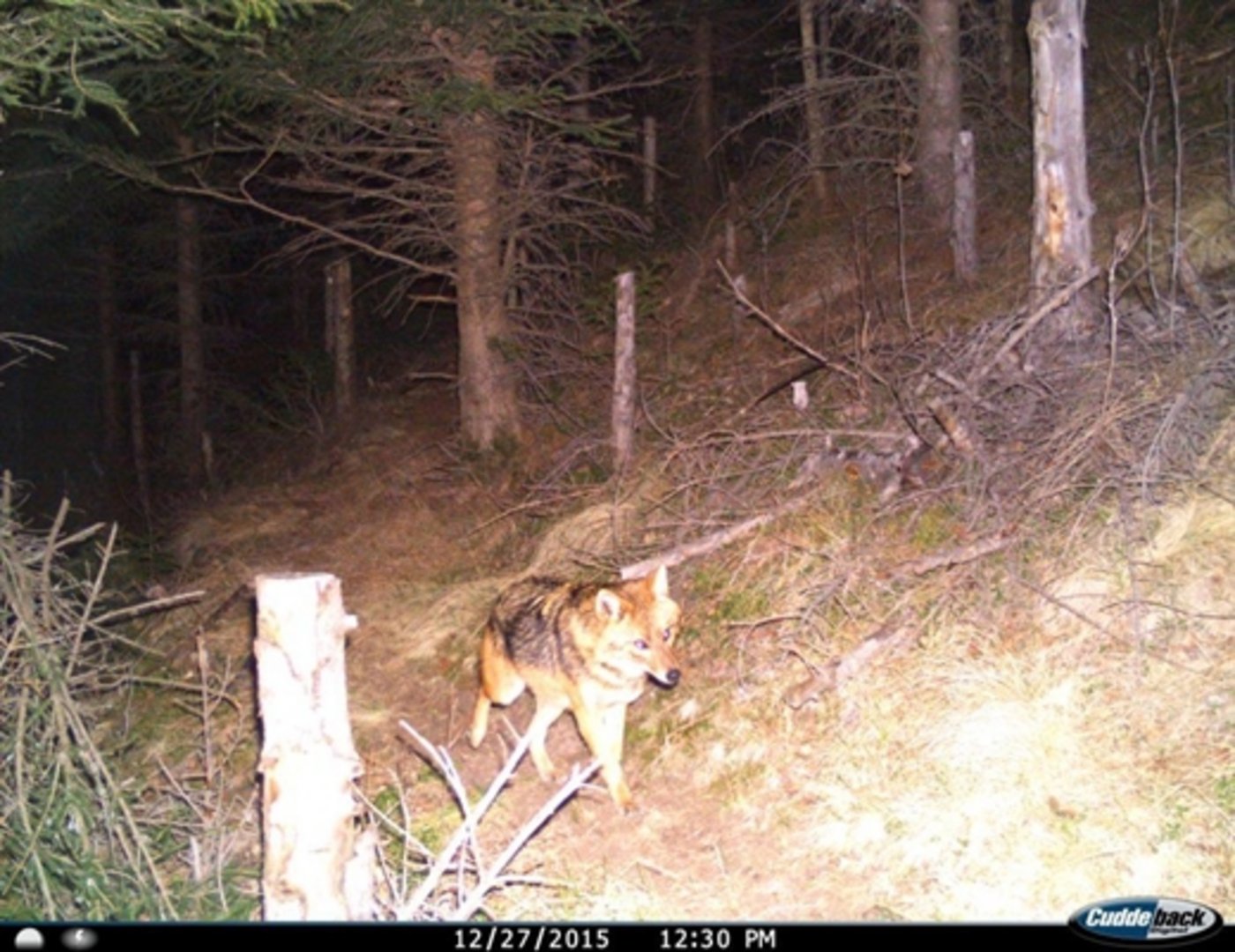 Am 27. Dezember tappte in der Surselva ein Goldschakal in eine Fotofalle. (Bild Amt für Jagd und Fischerei Graubünden)   