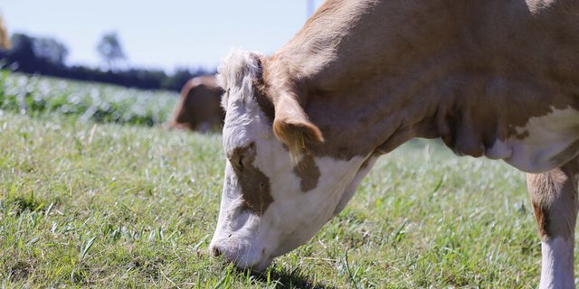 Was wird aus Schweizer Milch produziert? Antworten liefert die Milchstatistik. (Bild lid)