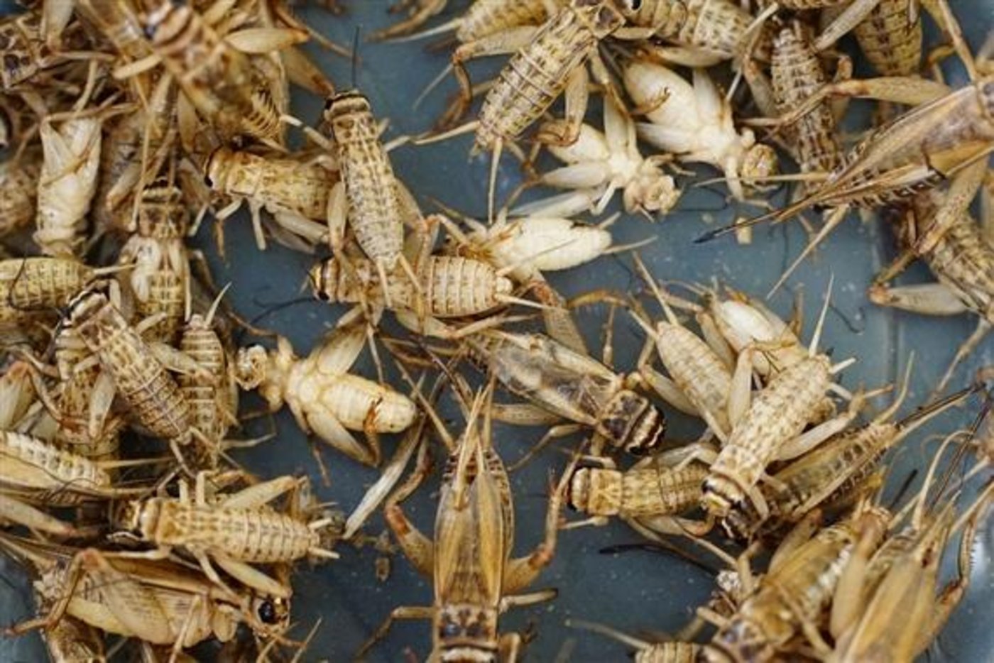 Probleme beim Import führen zu Verzögerung beim Insektenverkauf. (Bild Pixabay)