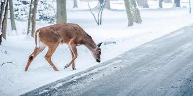 deer-699280.jpg
