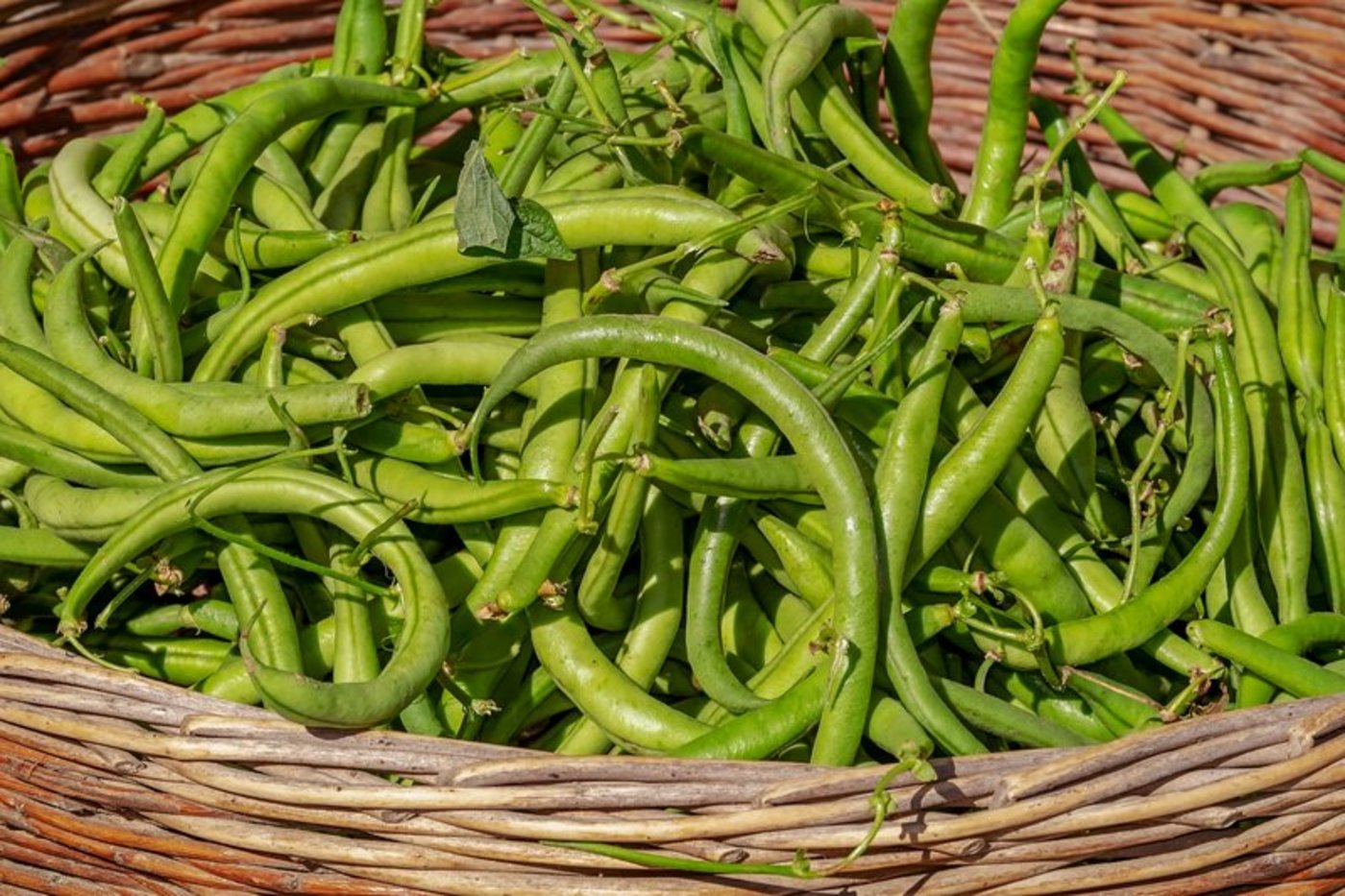 Neben Proteinen enthalten grüne Bohnen auch Vitamine und Nahrungsfasern. (Bild lid)