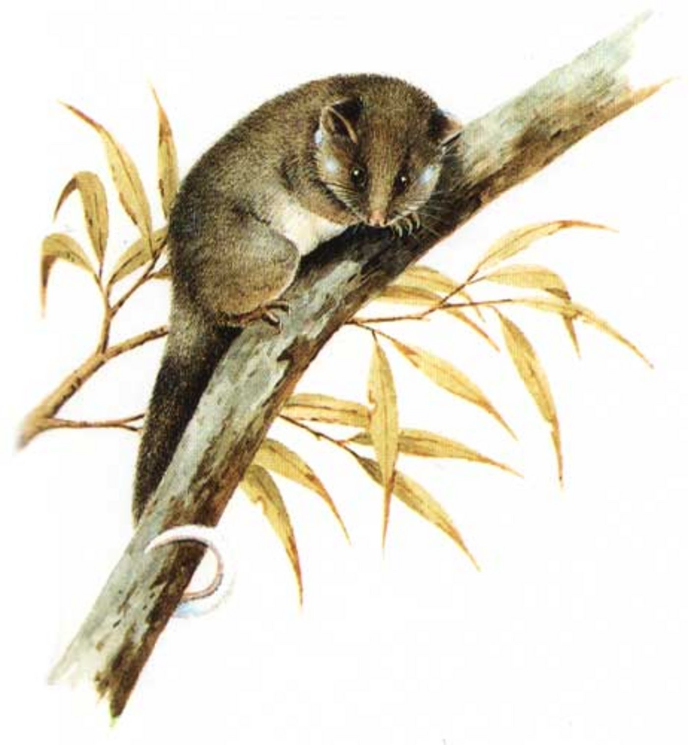Ringbeutler stehen wegen des zunehmenden heissen Klimas in Australien inzwischen kurz vor dem Aussterben. (Bild Wikimedia)