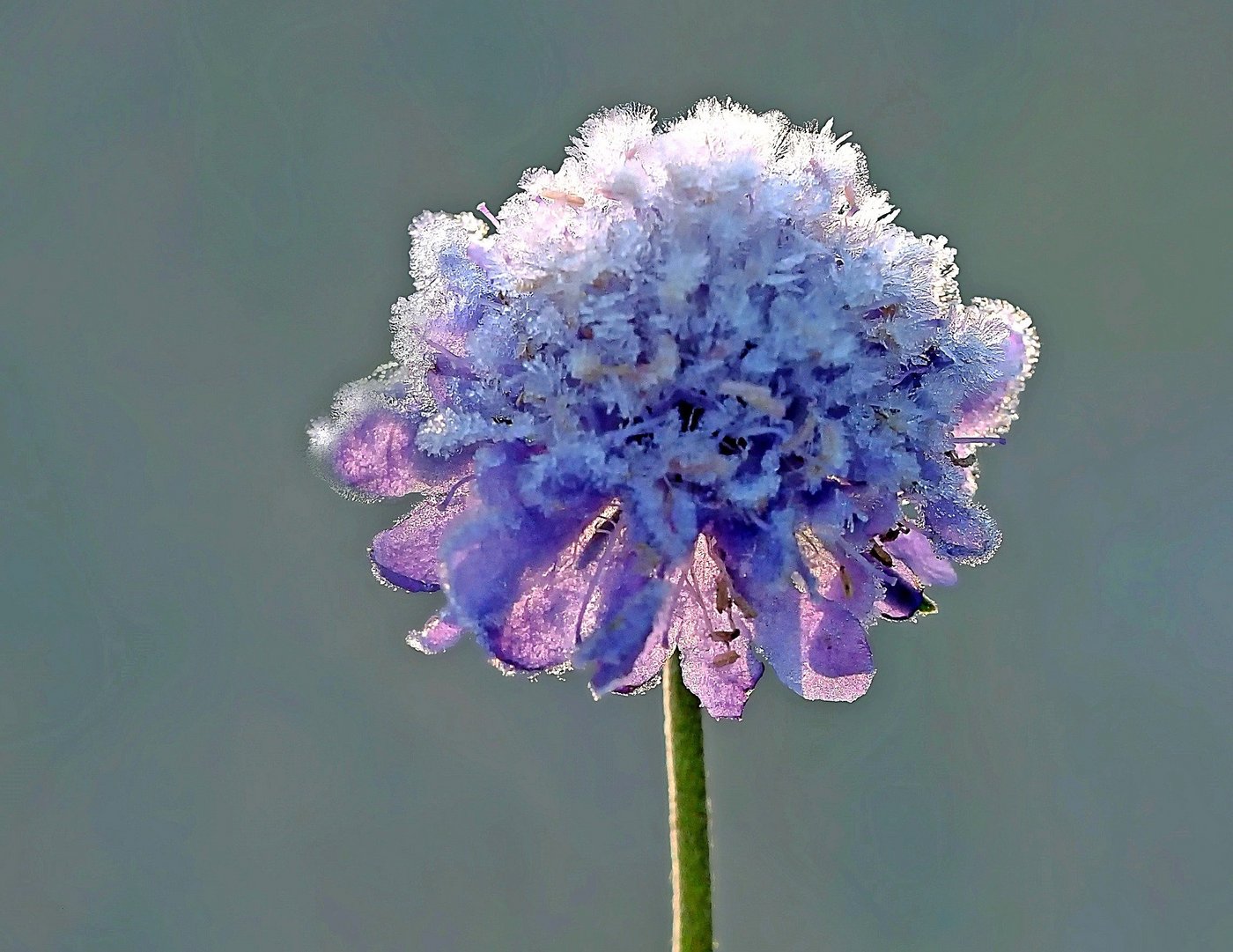 Dieses Jahr sieht es  nicht danach aus, als würden im Mai die Wittwenblumen auf den Wiesen mit Eiskristallen verziert werden. (Bild Pixabay)