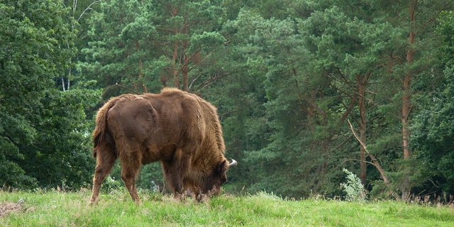 Wisentkühe und ihre Kälber seien nicht ungefährlich und könnten sich unberechenbar verhalten – ganz zu schweigen vom fast eine Tonne schweren Stier, warnt die IG «Wisentansiedlung Nein». (Bild Thomas_G / Pixabay)
