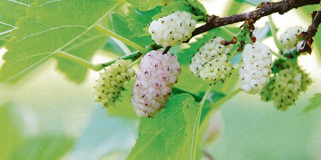 Weisse Maulbeeren schmecken süss, die Blätter des Baumes werden bei der Seidenproduktion an die Raupen eines Nachtfalters verfüttert. (Bild Pixabay)