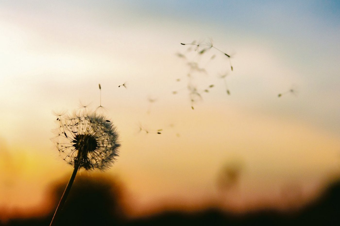 Loslassen, wie dieser Same seine Mutterpflanze. Das Alte geht vorüber und etwas Neues kommt. Der Mensch tut sich als Gewohnheitstier aber schwer mit dem Loslassen. (Bild Pixabay)