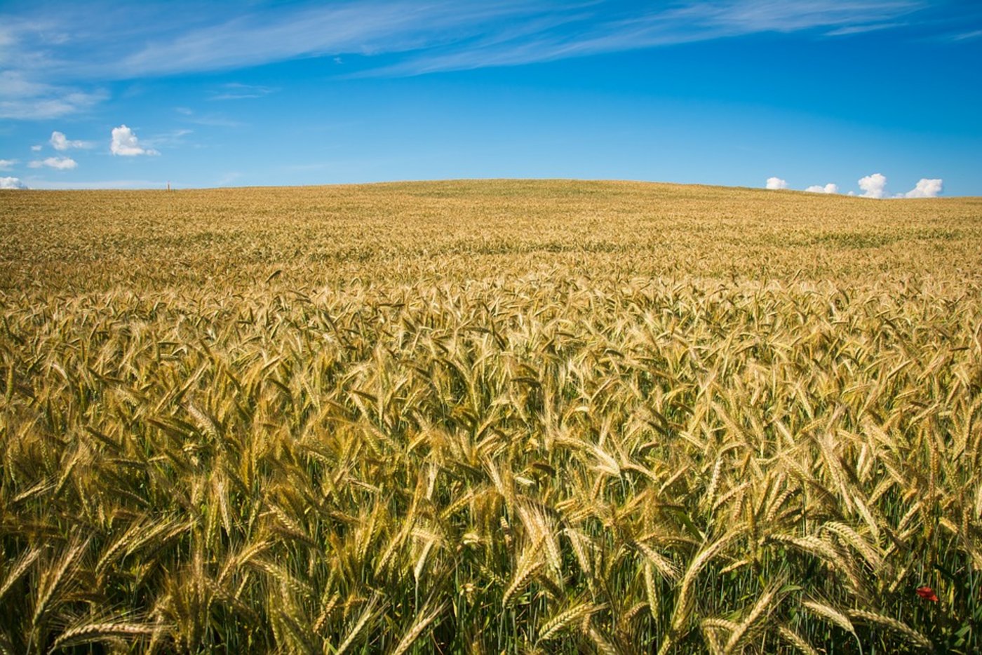 Australien ist der viertgrösste Weizenexporteur der Welt. (Symbolbild Pixabay)