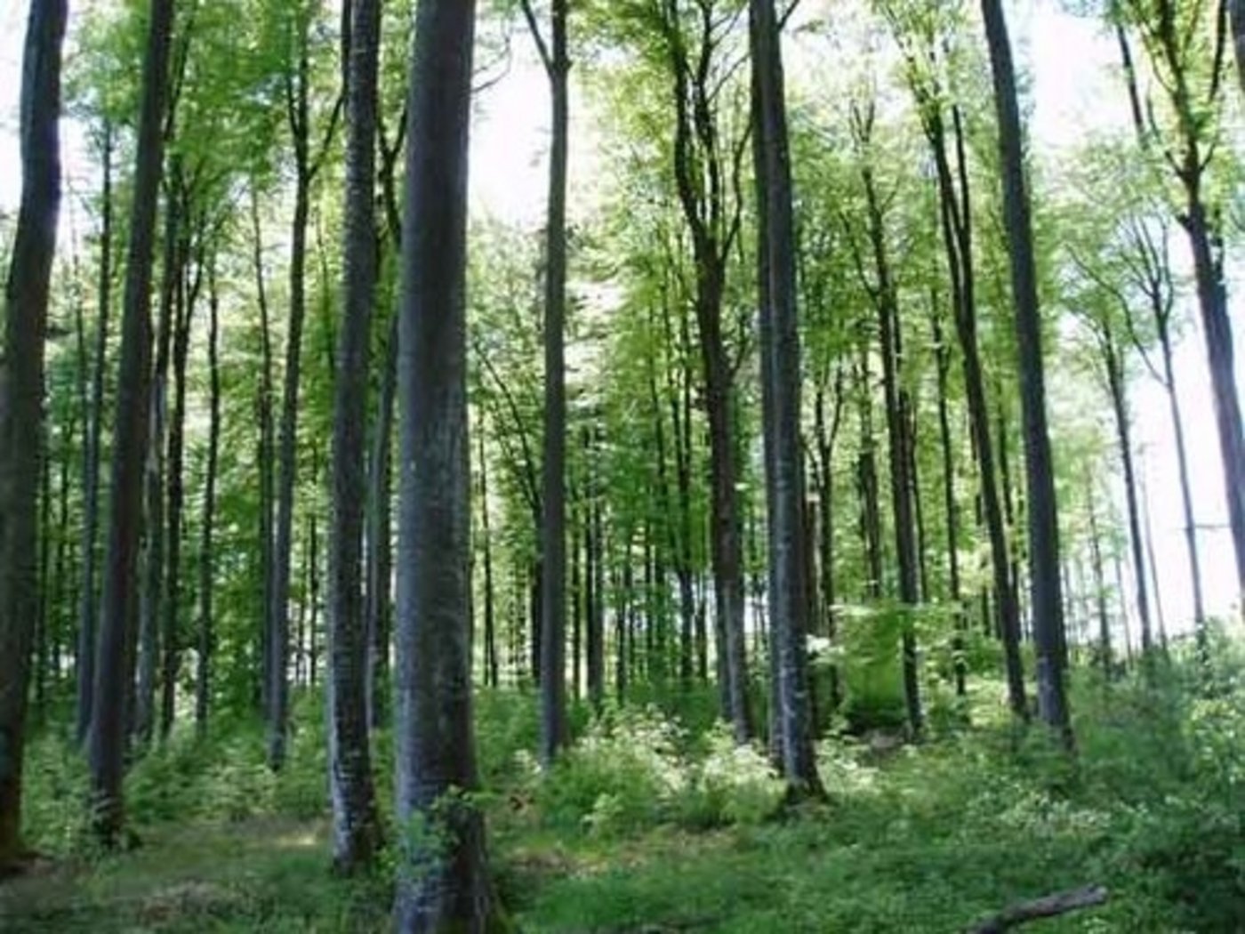 Im Waldgesetz soll nach dem Willen des Bundesrates und der Ständeratskommission neu verankert werden, dass der Bund und die Kantone Massnahmen ergreifen, damit der Wald seine Funktionen auch unter veränderten Klimabedingungen erfüllen kann. (Bild: BauZ)