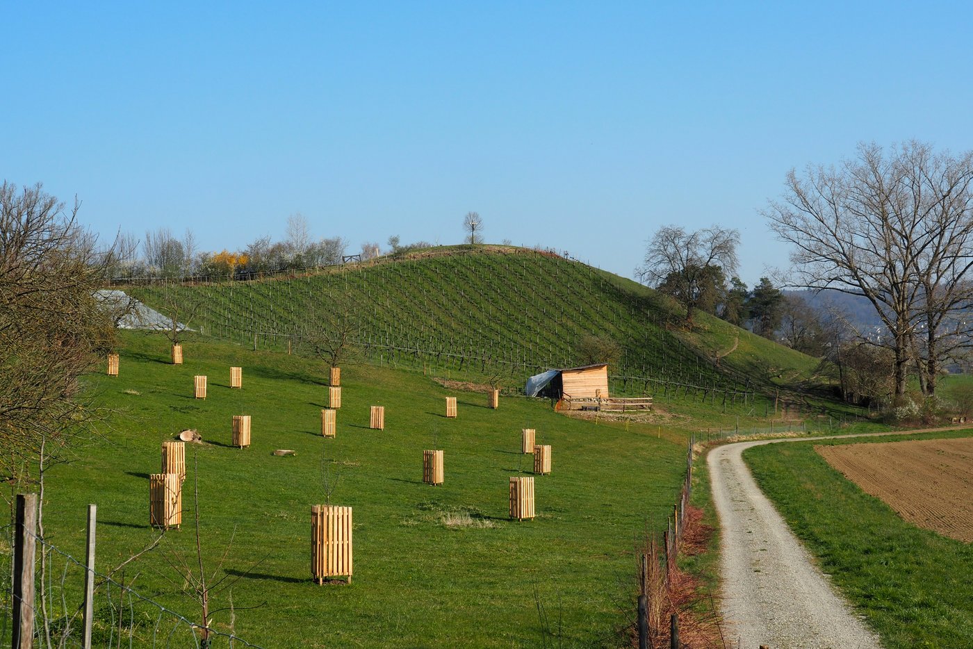 Eine Viehweide mit neu gepflanzten Hochstammbäumen, ein kleiner Rebberg mit drei Piwi-Sorten, Hecken und Büsche: Simon Weilenmann setzt auf Artenvielfalt auf kleinem Raum.