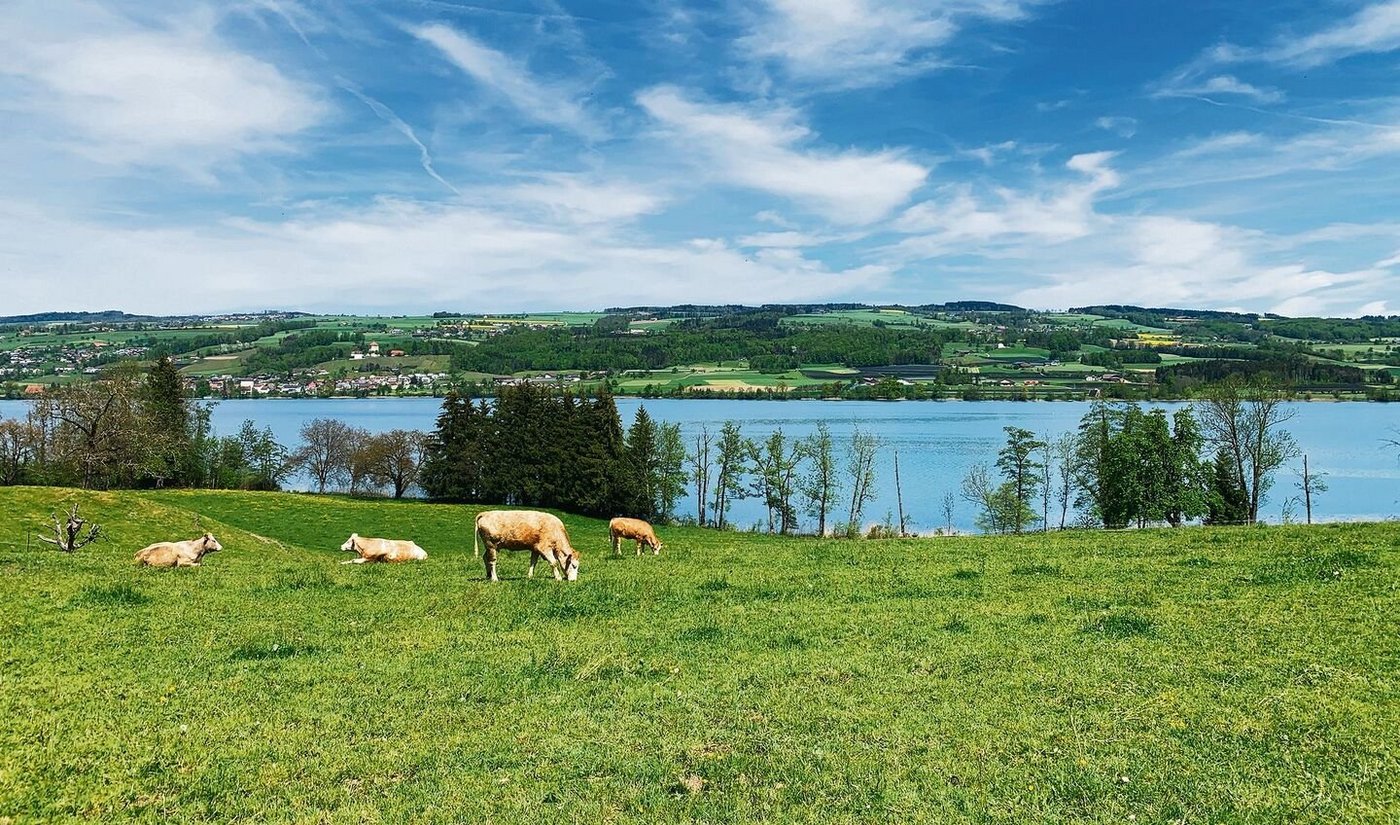 Die Tierhaltung in den Seegebieten, Bild am Baldeggersee, bleibt unter Druck. Die Phosphorbelastung sei nach wie vor zu hoch. Über die Wirkung der Massnahmen herrscht aber Uneinigkeit.