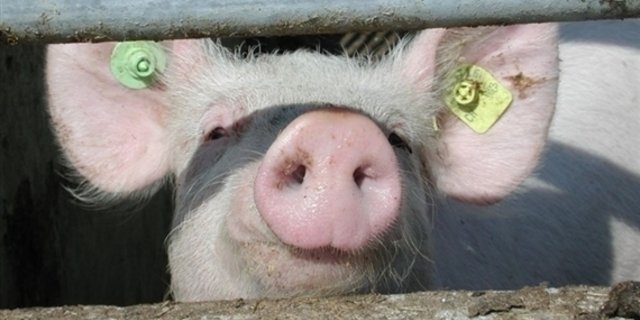 Hausschweine können sich bei Wildschweinen mit der Afrikanischen Schweinepest anstecken. (Symbolbild BauZ) 
