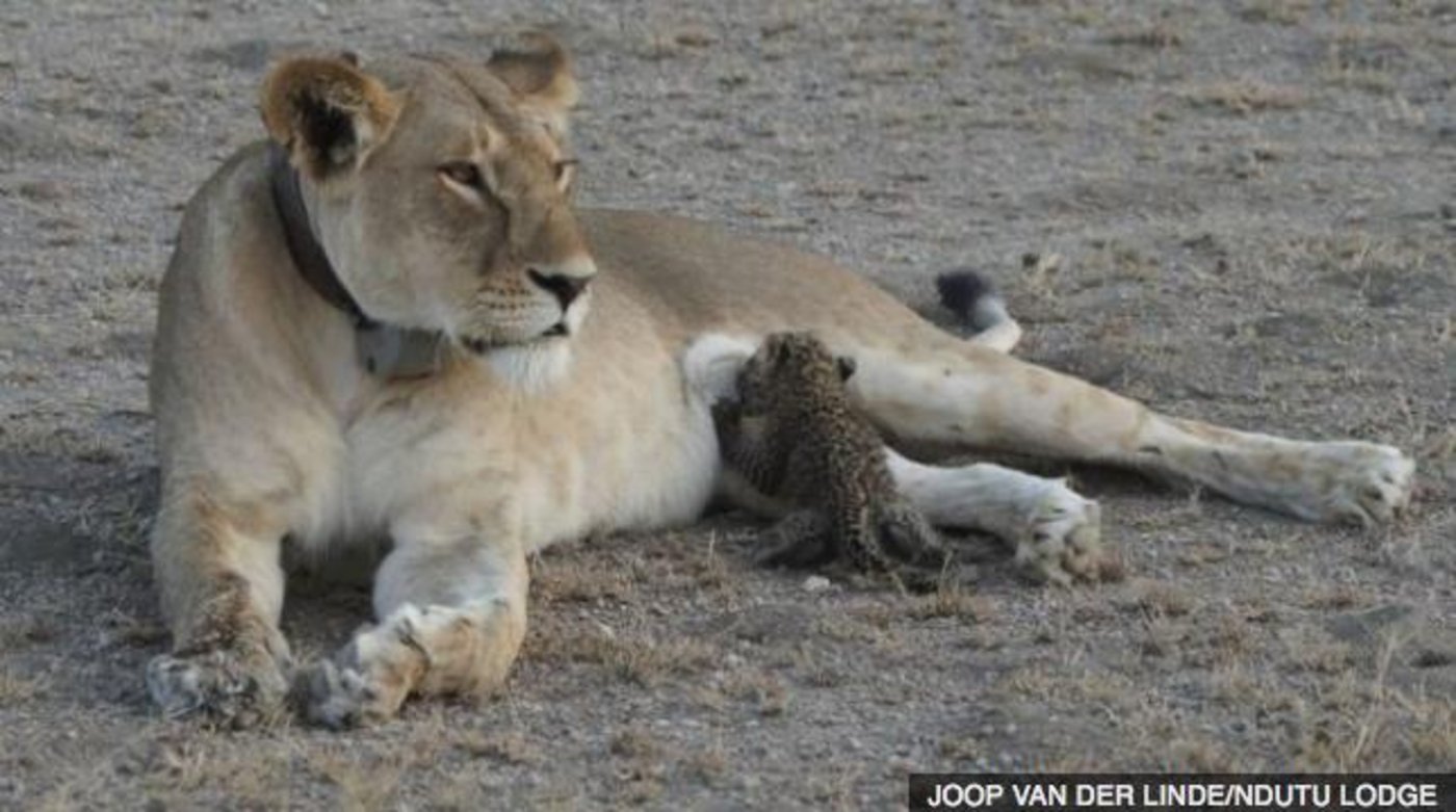 Normalerweise würde ein zurückgelassenes Junges in der Wildnis als potenzieller Konkurrent um Nahrung getötet werden. (Screenshot BBC)