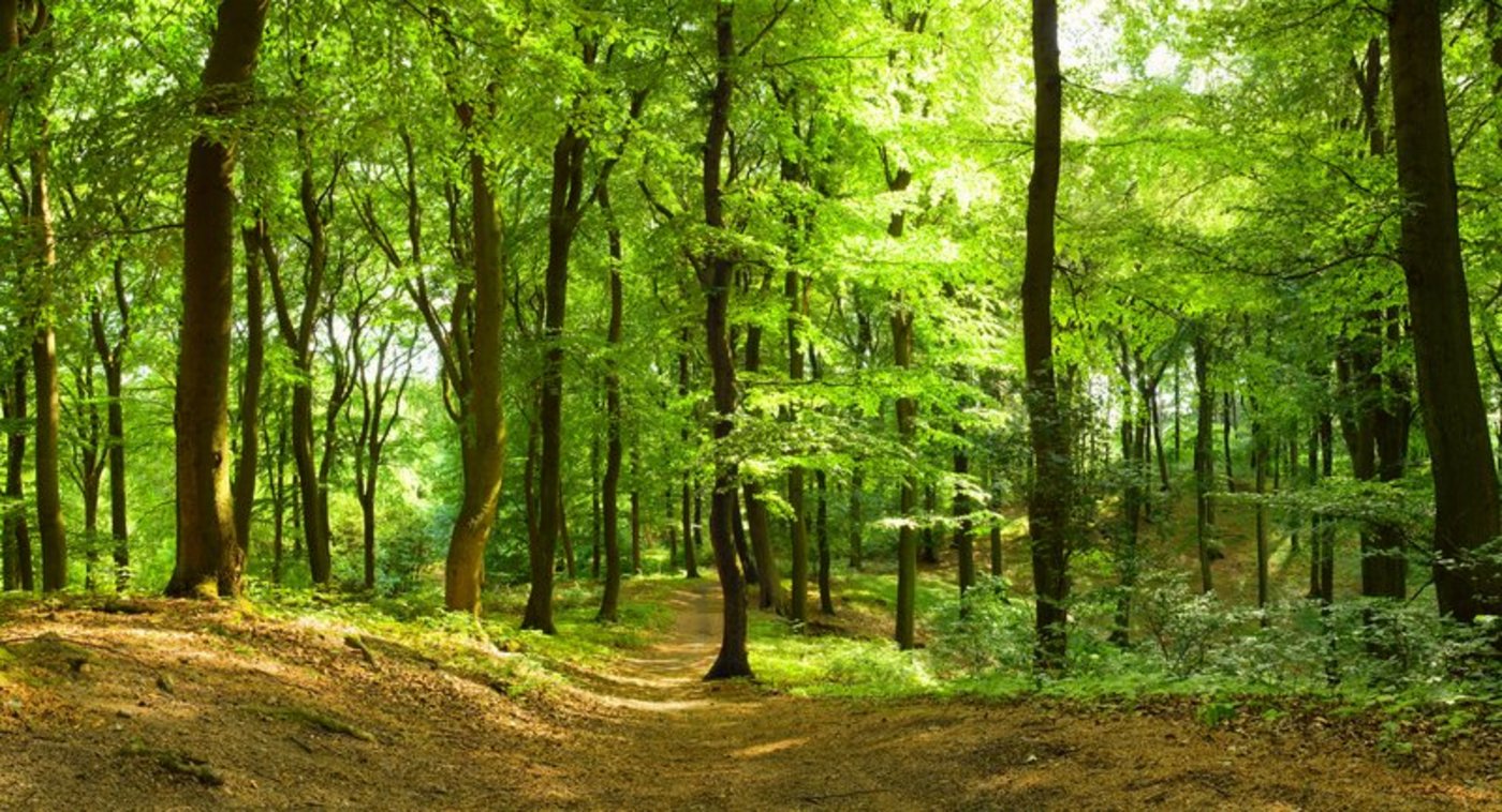 Es war bisher nicht bekannt, wei fest menschliche Freizeitaktivitäten die Vogelwelt im Wald verändern. (Bild BauZ)