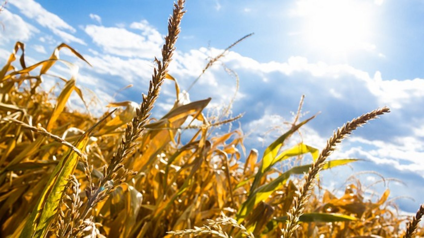 Nach nur acht Jahren gebe es bereits ein neues Direktzahlungssystem, dies verhindere die Hauptforderung der Schweizer Landwirtschaft nach Kontinuität, heisst es beim ZBV. (Bild pixabay)