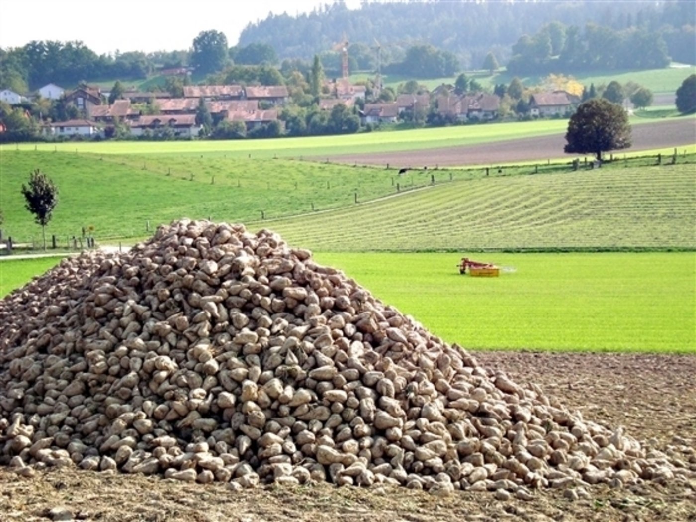 Für Zuckerrüben gibt es neue Unterstützungsmassnahmen vom Bund. (Bild Martin Aeschlimann / landwirtschaft.ch) 
