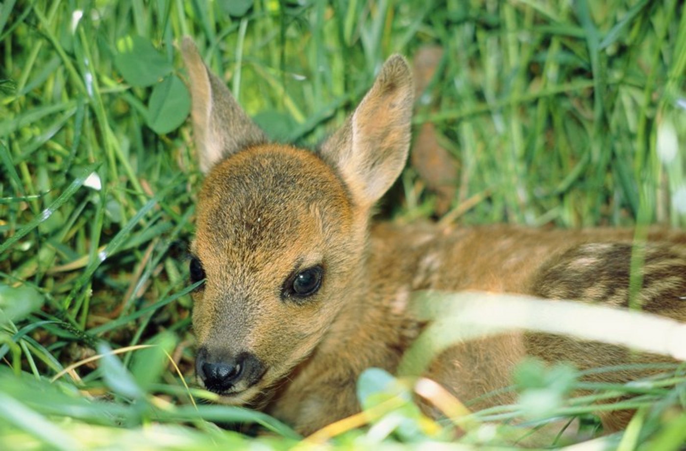 Der 35-jährige Landwirt trug die toten Tiere zum Wald. (Symbolbild Fotolia)