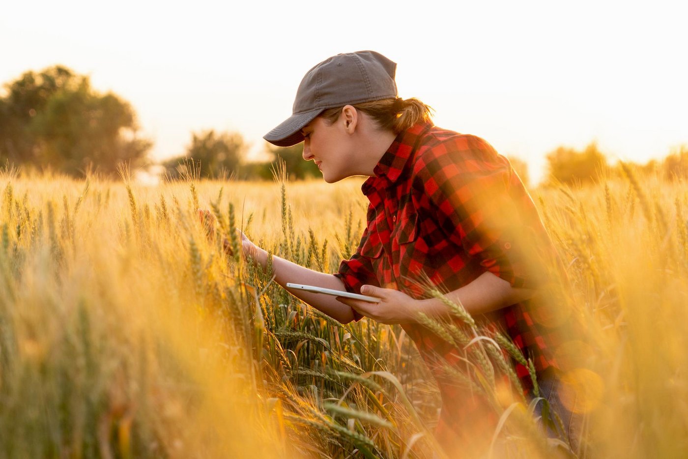 Agroscope wird restrukturiert. Die daraus entstehen Gewinne fliessen in die Agrarforschung. (Bild SBV)
