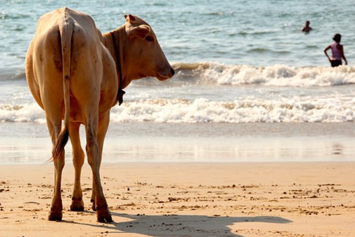 Der Teilstaat Kerala will sich gegen das Verbot zur Wehr setzen. (Bild Pixabay)