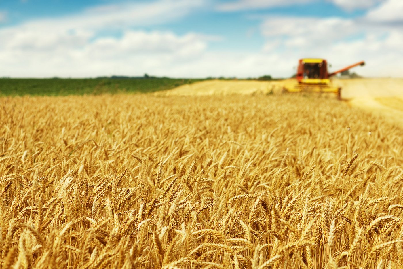 Die Liste der empfohlenen Getreidesorten von swiss granum enthält unter anderen für die Ernte 2019 drei Winterweizensorten. (Bild fotolia)