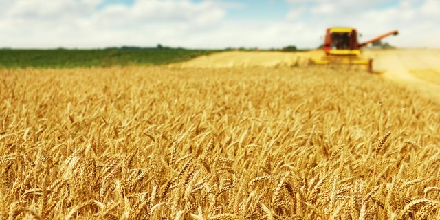 Die Liste der empfohlenen Getreidesorten von swiss granum enthält unter anderen für die Ernte 2019 drei Winterweizensorten. (Bild fotolia)