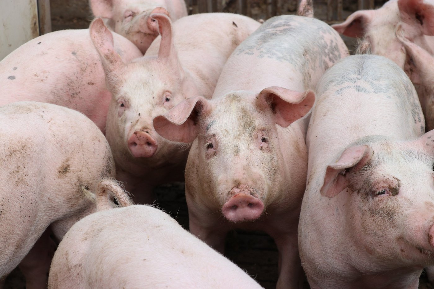 In Russland tritt die Afrikanische Schweinepest auf. Von Expansionsplänen lassen sich die Russen deshalb nicht abbringen. (Bild Ruth Aerni)