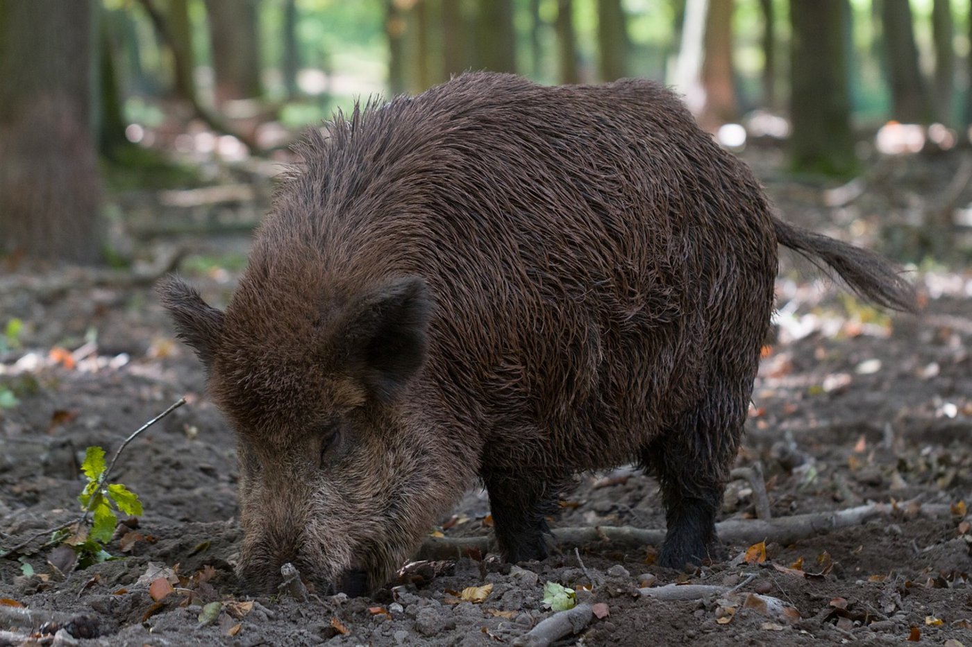 Wildschweine finden diesen Winter weniger Eicheln und Buchnüsse im Wald. (Symbolbild Pixabay)