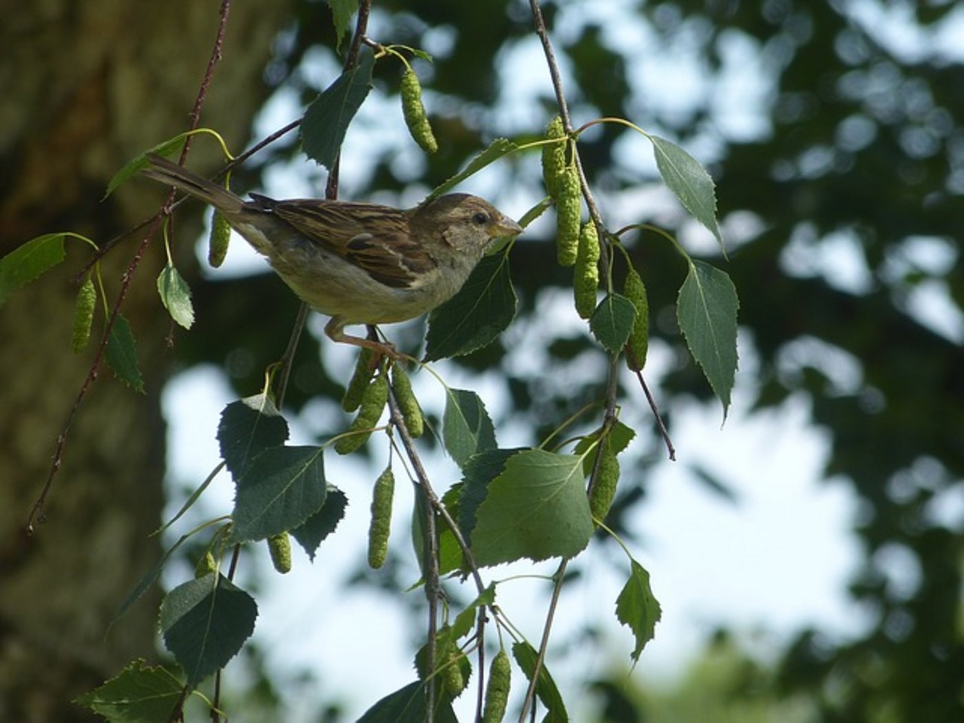 Spatzen werden besonders oft geschossen. (Bild Pixabay)