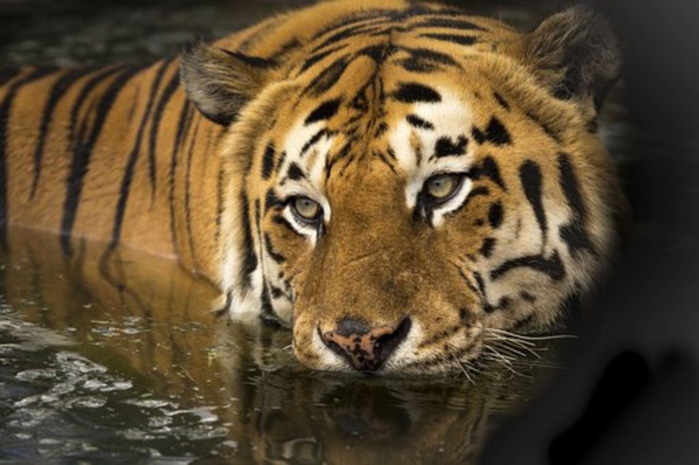 Die Tiger haben darunter gelitten, dass Produkte aus tierischem Ursprung in der traditionellen chinesischen Medizin sehr beliebt gewesen sind. (Bild Pixabay)