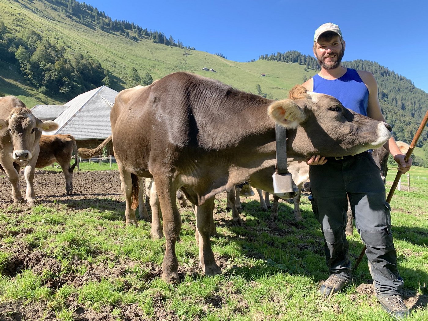 Der Buochser Ruedi von Büren betreut seit diesem Jahr das Jungvieh von Luzerner Bauern auf der Genossenschaftsalp Alpelen oberhalb Beckenried.  (Bilder js)