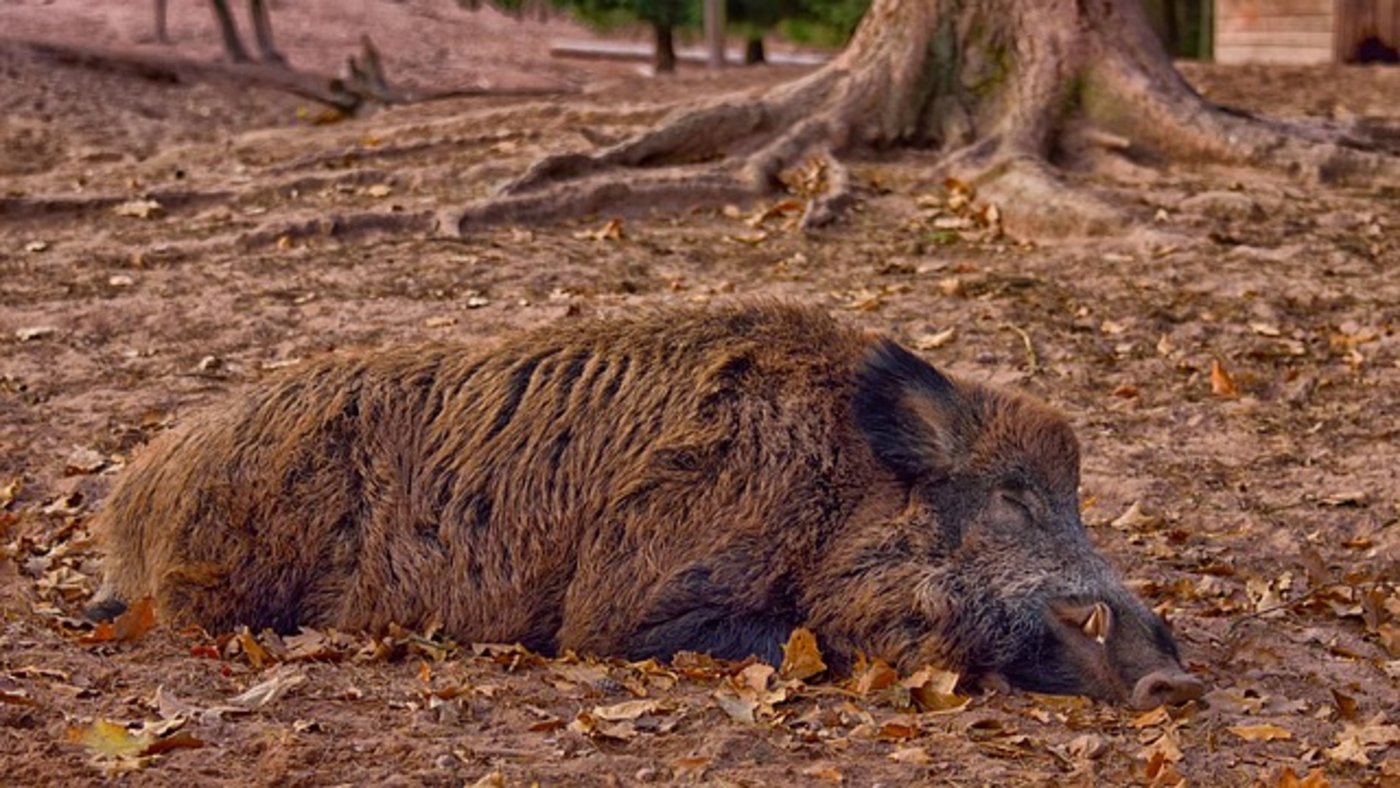 Im Moment sei die Prävention sehr wichtig, damit die Afrikanische Schweinepest gar nicht in die Schweiz gelangt. (Bild Pixabay)