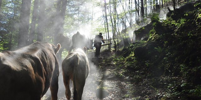 Auf die Alp dürfen nur gesunde Tiere. Vorgängig müssen die Euter kontrolliert, die Fütterung angepasst und gegebenenfalls Impfungen durchgeführt werden. (Bild BauZ)