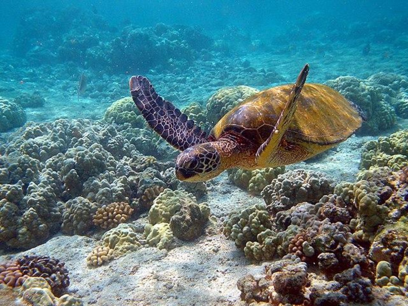 Durch steigende Temperaturen gibt es fast nur noch weibliche Meeresschildkröten. (Bild Wikimedia)