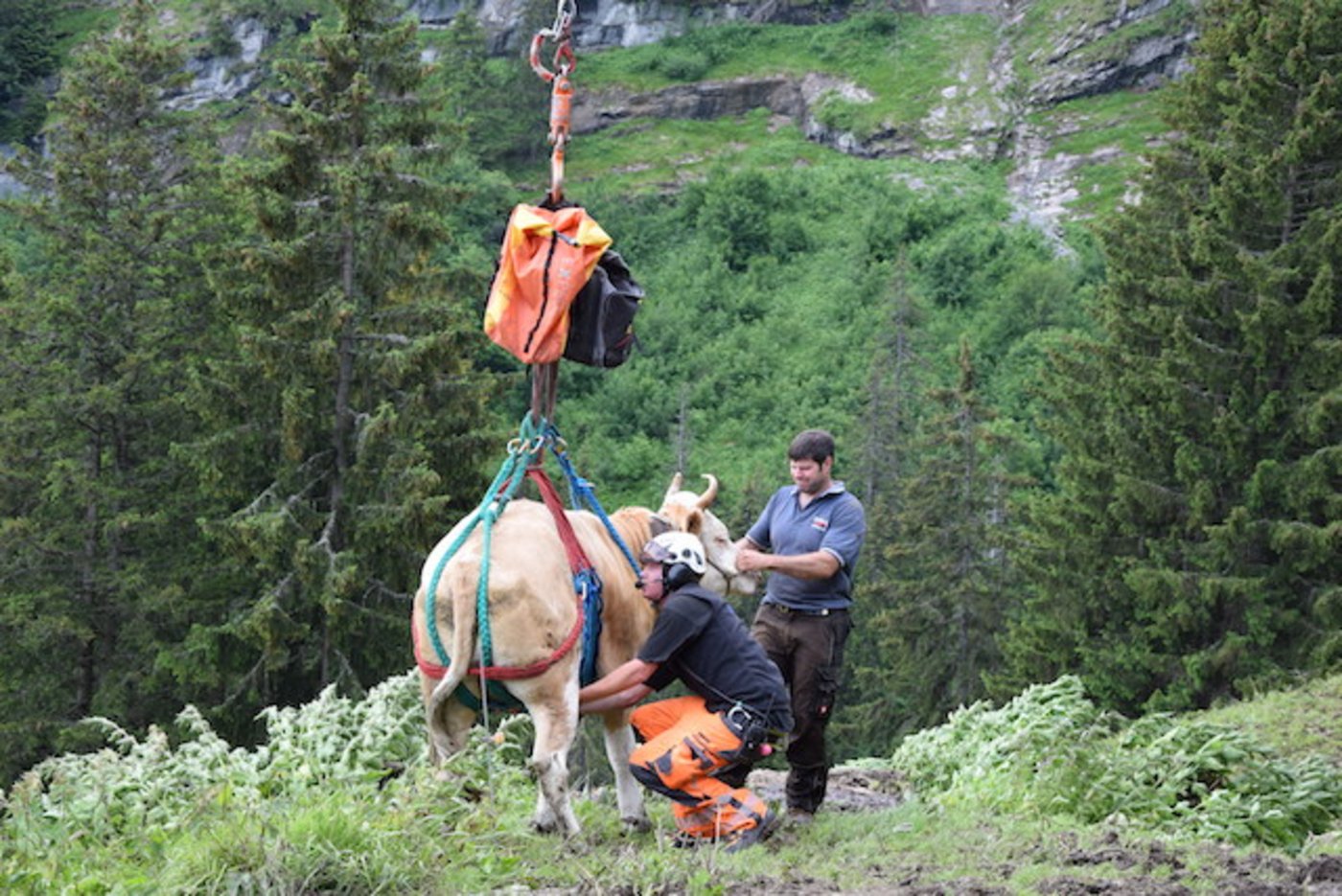 Nachdem das Tier aus der Gletschermühle gerettet worden ist, wurde es mit dem Helikopter zurück auf die Alp gebracht.  (Symbolbild Peter Fankhauser)