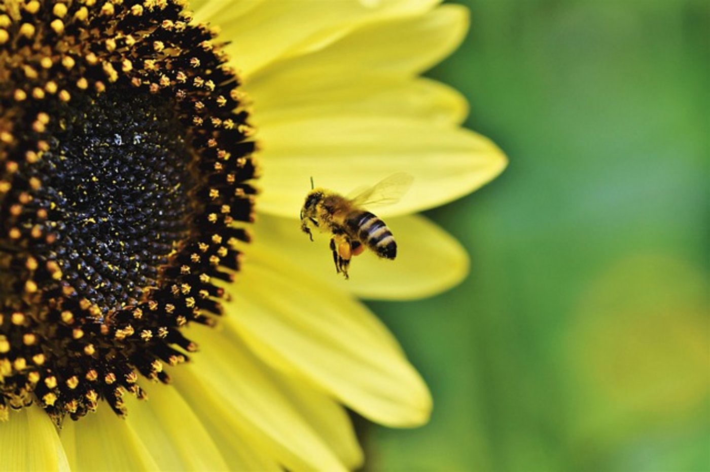 Die Volksinitiative «Biodiversität Thurgau» soll die Arten- und Lebensraum-Vielfalt im Thurgau stärken. (Symbolbild Pixabay)